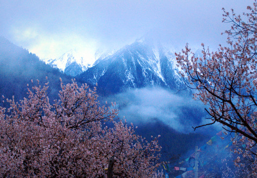西藏雪山桃花