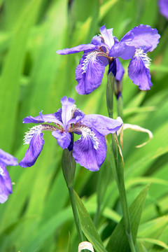 鳶尾花