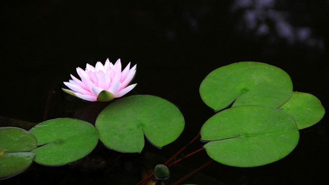 一朵紫色的睡蓮花