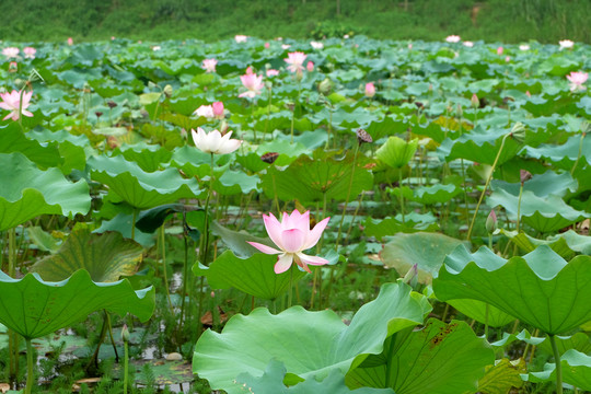 荷花池