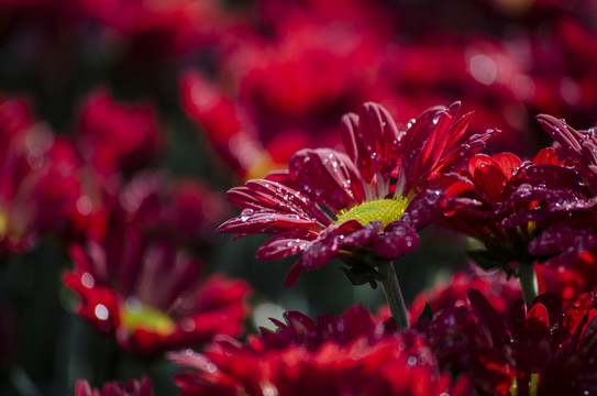 菊花
