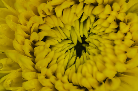 黃菊