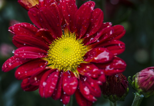 紅菊花