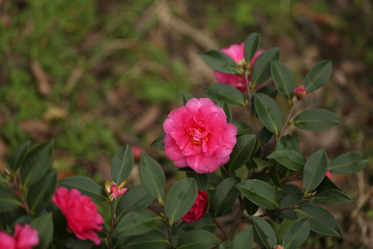 茶花