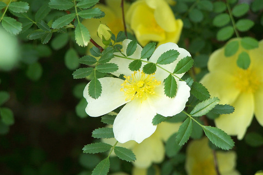 金櫻子花