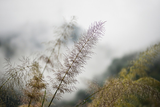 蘆花