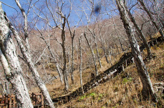樹林 森林 長白山