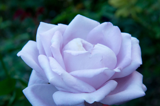 淺藍(lán)色玫瑰花