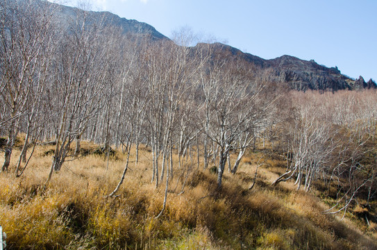 長(zhǎng)白山 樺樹(shù)林 原始森林