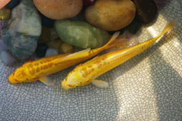 錦鯉 鯉魚