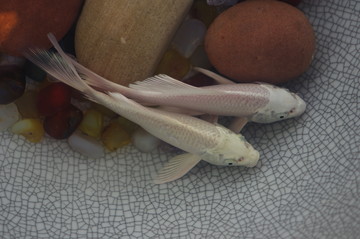 錦鯉 金魚