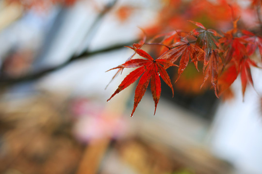 雨中紅楓
