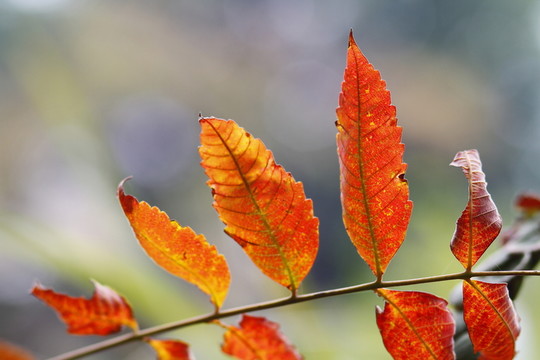 白云山紅葉