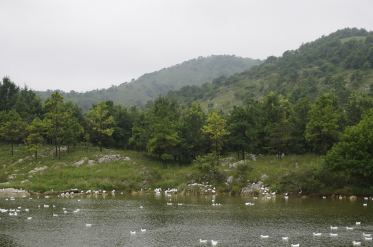 鴨戲碧水青山間