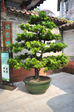 盆景羅漢松
