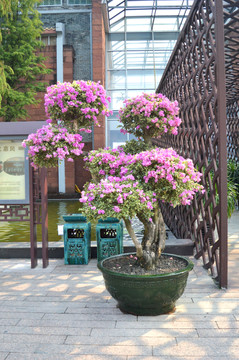 盆景葉子花