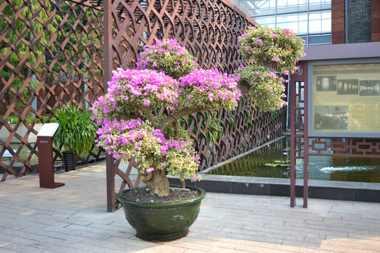 盆景葉子花