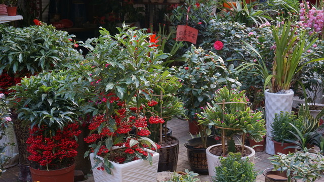 花卉集合