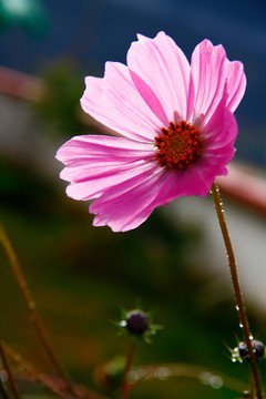格桑花獨立