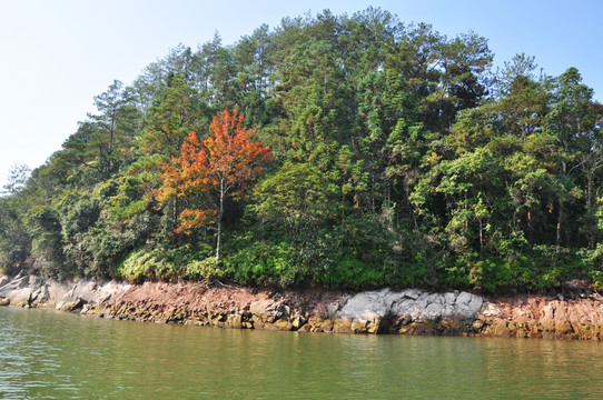 綠水環(huán)繞的綠樹小島