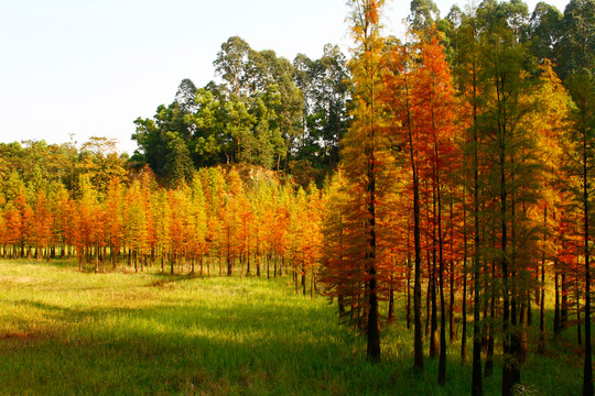 紅杉大