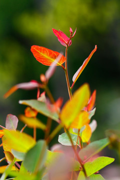 紅葉陽(yáng)光小草
