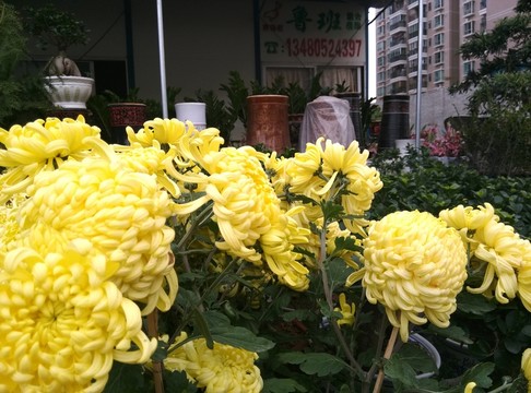 菊花 黃花
