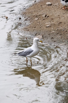 鳥