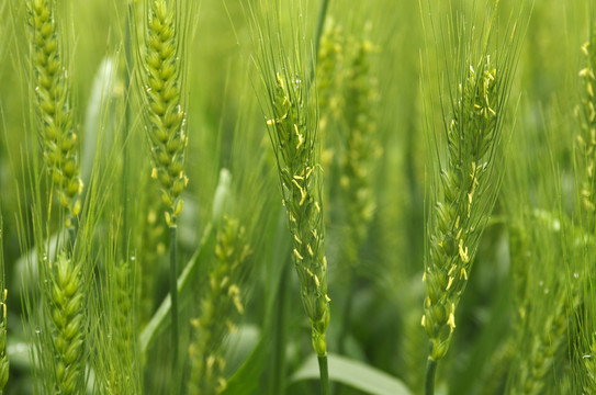 小麥揚(yáng)花