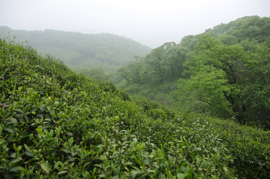 雨中山坡茶園