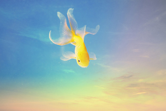 金魚下凡