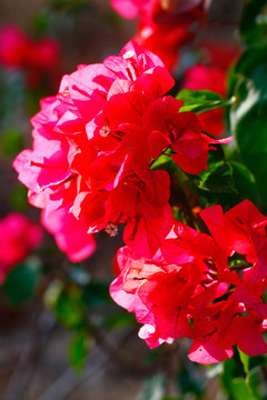 紅花朵