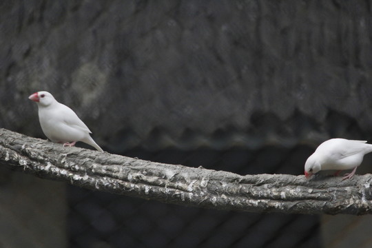 鳥