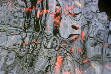 錦鯉魚