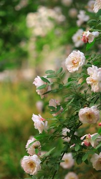 花團(tuán)錦簇