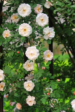 花團(tuán)錦簇