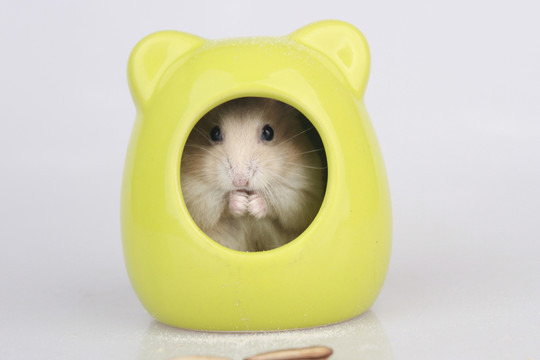 倉鼠小屋
