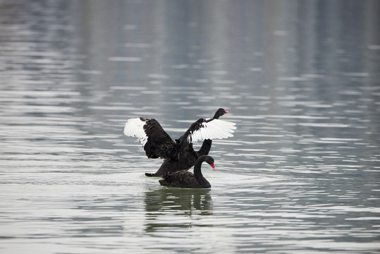一對黑天鵝 鳥