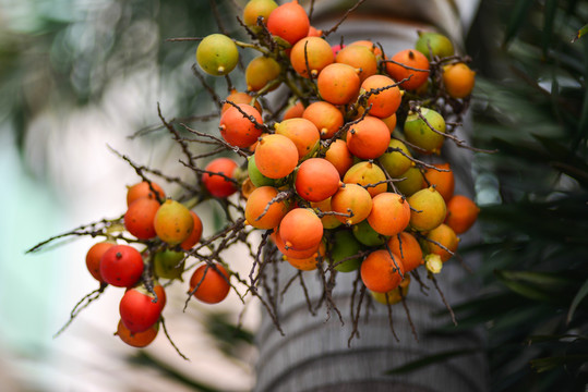 紅果