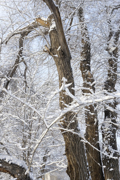 樹林