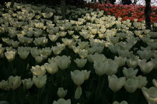 安徽省 合肥 植物園 郁金香