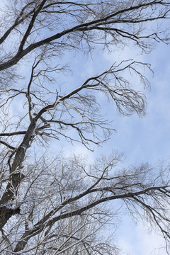 樹林