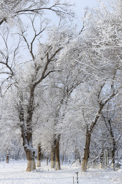 樹林