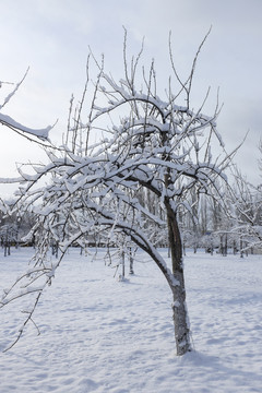 冬雪