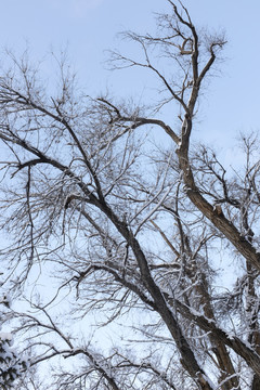 樹林