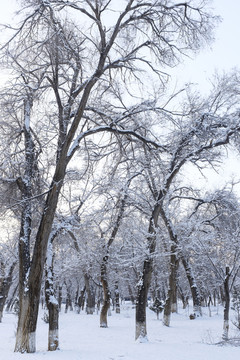 樹林