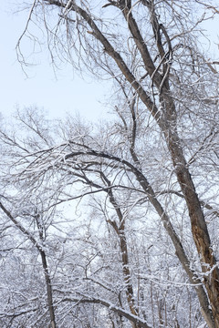 樹林