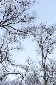 樹林