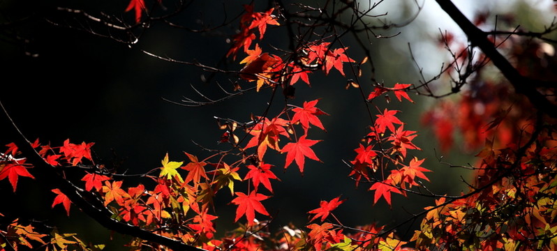 紅楓