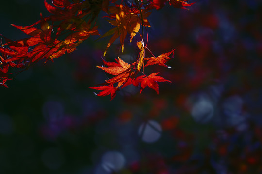 紅楓葉